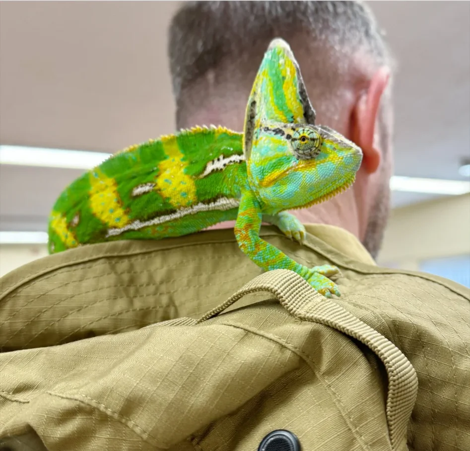 Live Reptile Encounters with Scaly Safari at The Hole In Wand Blackpool